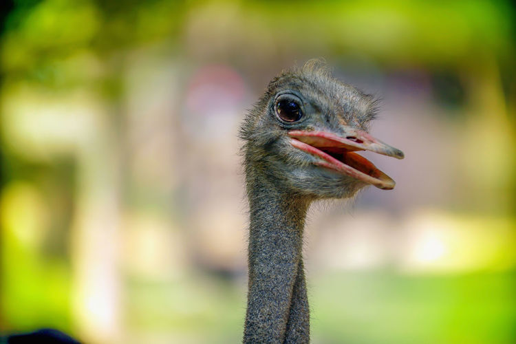 Close up image of a smiling ostrich bird struthio camelus top view head with natural background