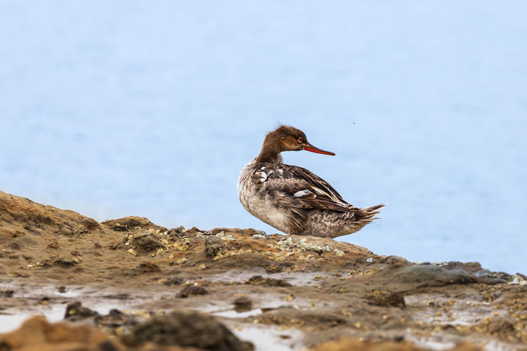 Bird perching on rock against sky