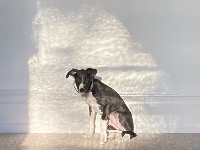 Light ii - dog in light