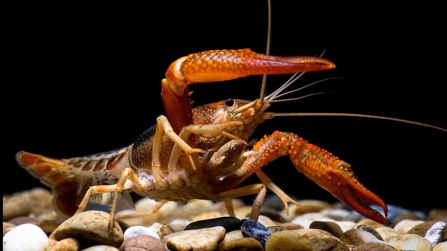 Close-up of crayfish in aquarium