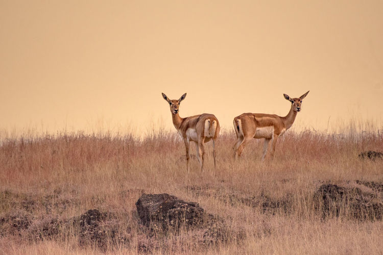 Deer standing on field we are looking different path yet we are together 