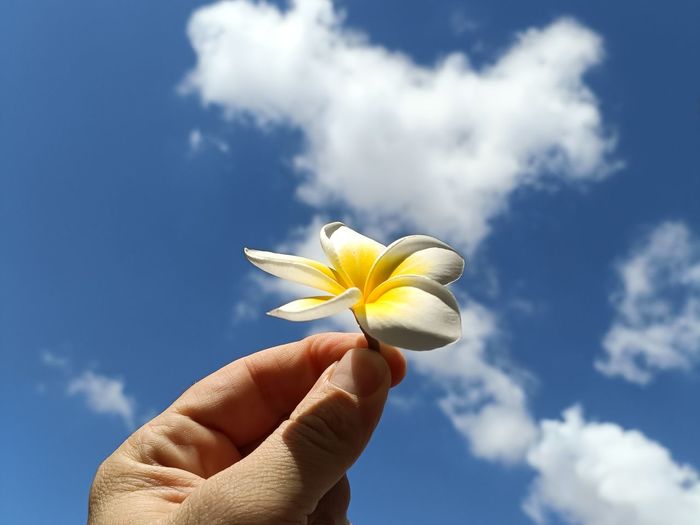 Close-up of hand holding yellow flowering plant against sky