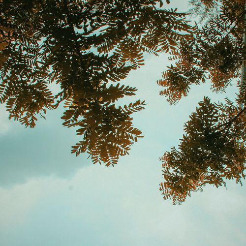 Low angle view of tree in forest against sky