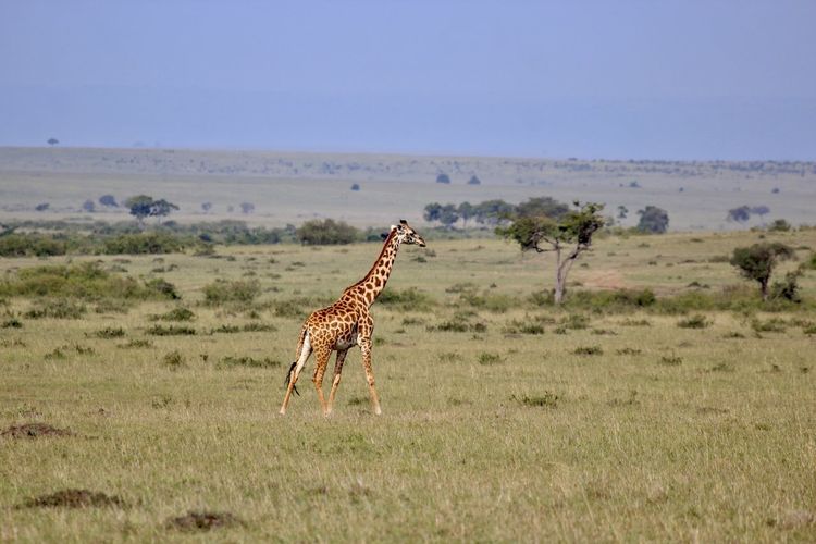 Cheetah walking on field