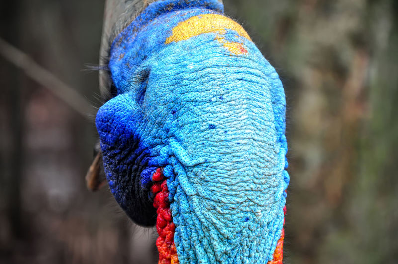 Close-up rear view of cassowary in forest