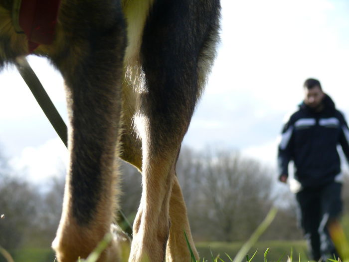 Cropped image of dog with owner on field against sky