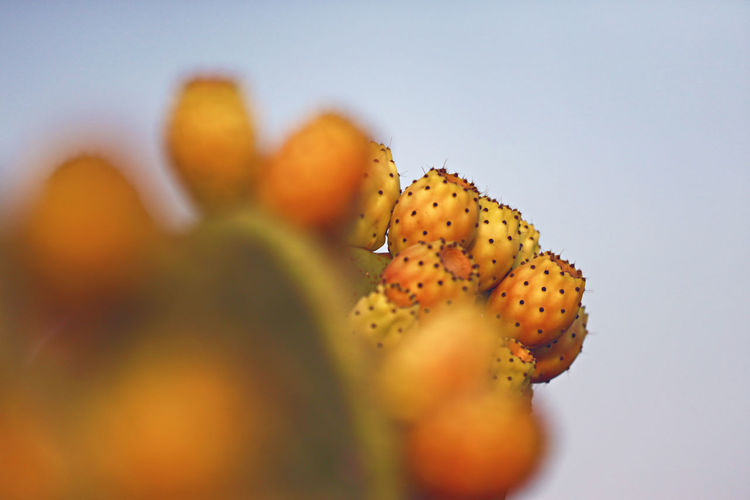 Close-up of orange cactus flower