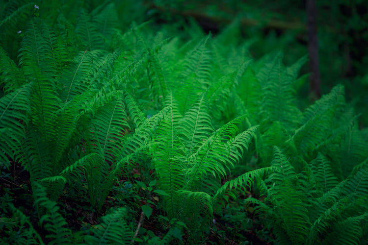 Full frame shot of pine tree