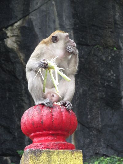 Low angle view of monkey eating corn on architectural column
