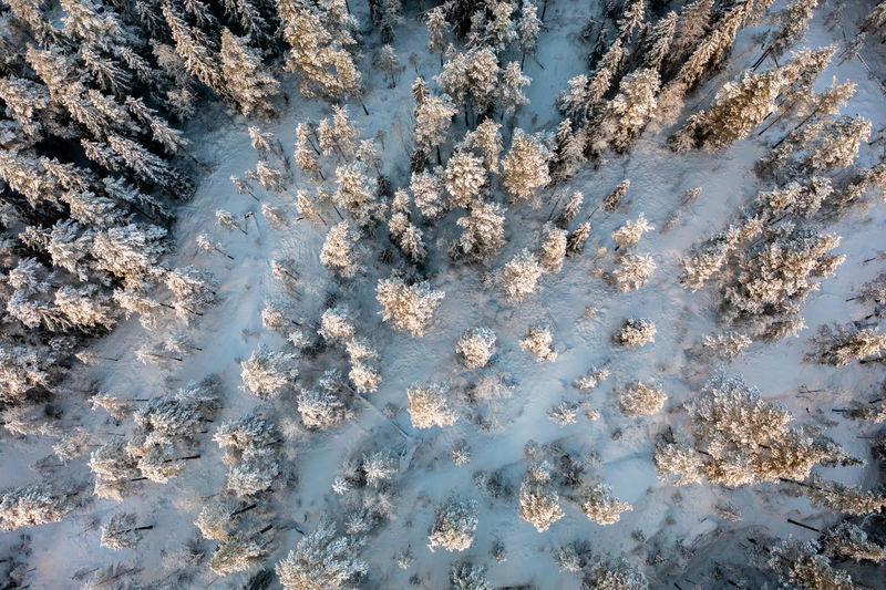 Frozen trees and forest during winter from drone perspective, luukki espoo, vihti, finland