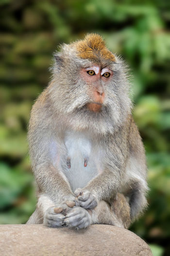 Balinese long-tailed monkey - macaca fascicularis, ubud, bali, indonesia