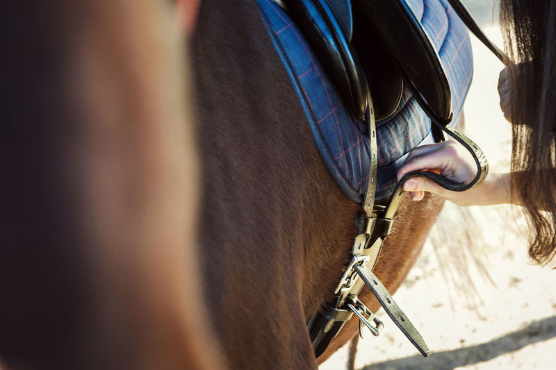 Cropped image of woman fastening saddle on horse