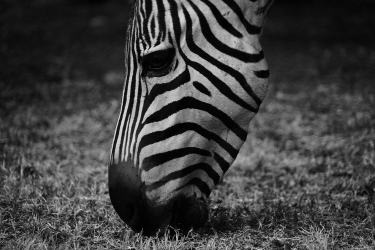 Close-up of zebra on field