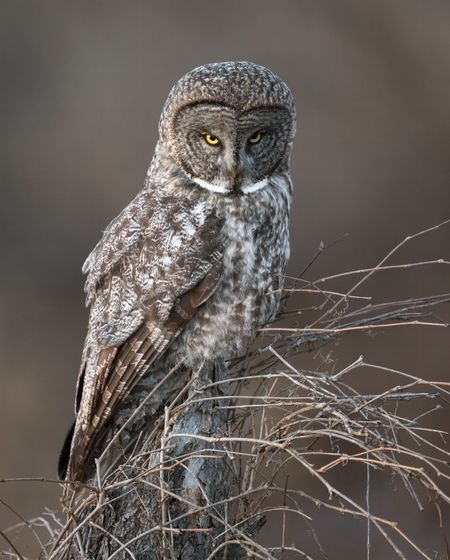 Close-up portrait of owl perching on branch