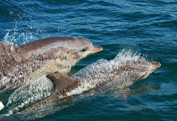 Dolphins swimming in sea