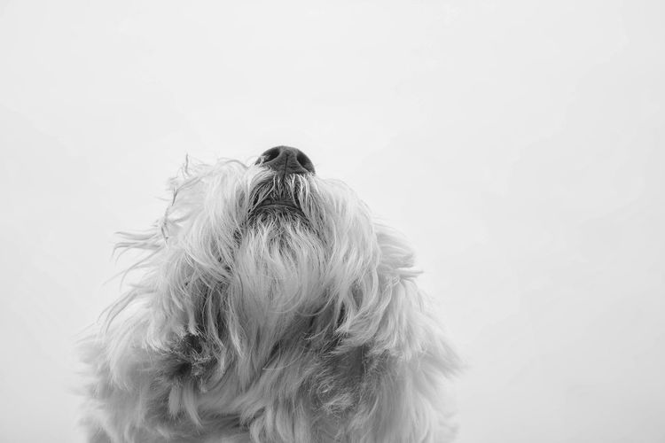 West highland white terrier looking up 