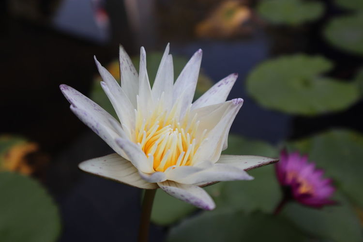 Close-up of white water lily blooming in pond