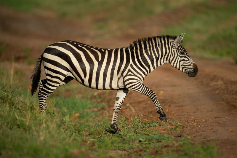 Plains zebra crosses dirt track in sun