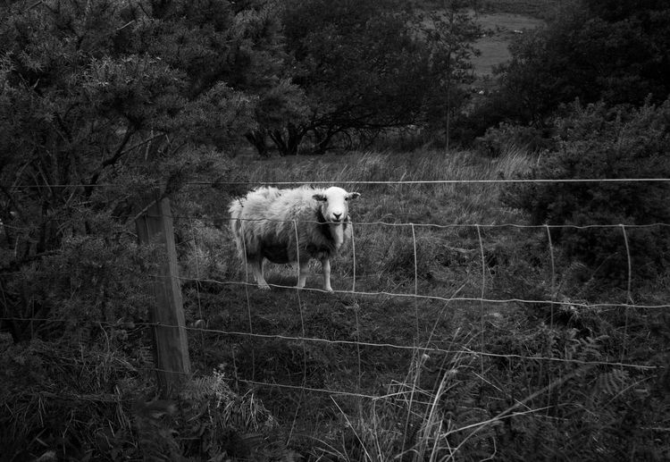 Portrait of a sheep standing in the ground