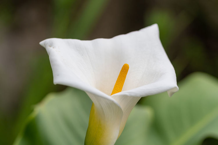 Close up of a calla lily  in bloom