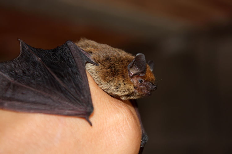 Small brown bat mammal on a human hand