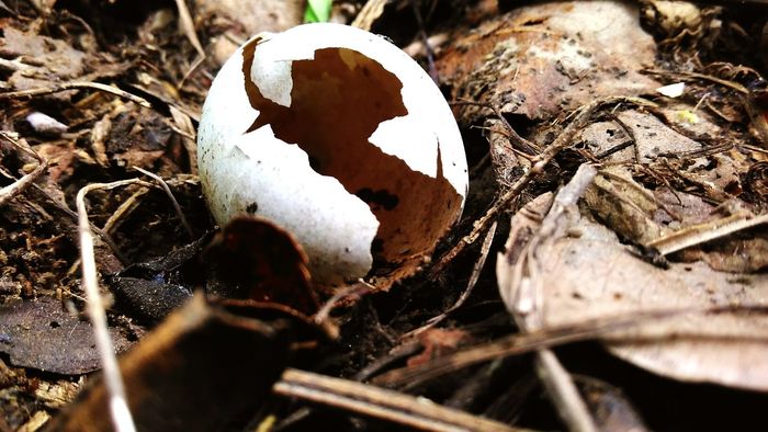 Close-up of broken eggshell on field