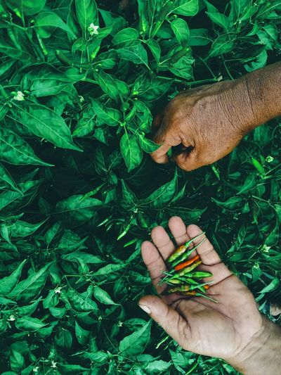 Human hand holding plant