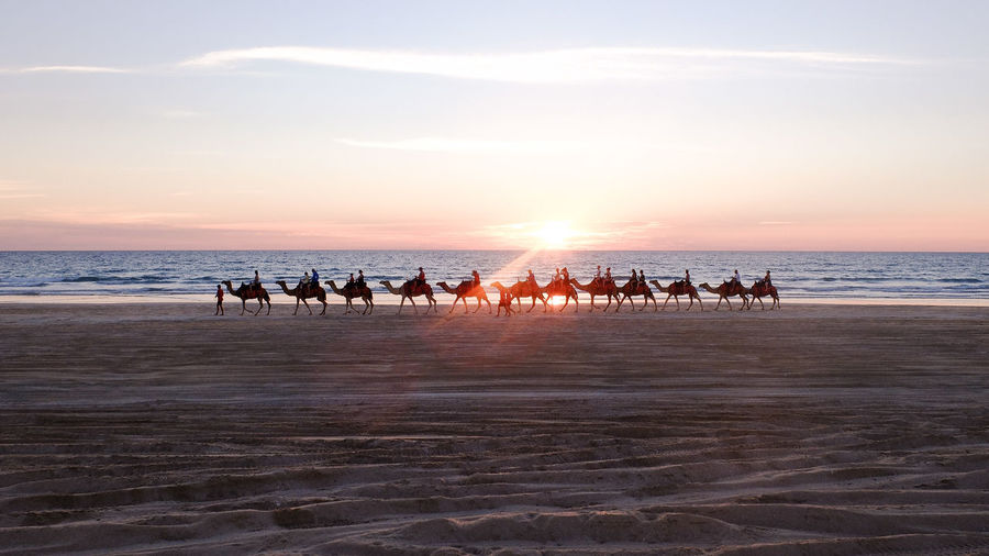 Camels walking at beach against sky during sunset