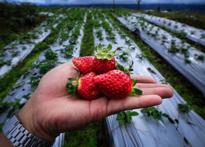 The farmer holds the strawberry harvest in his garden