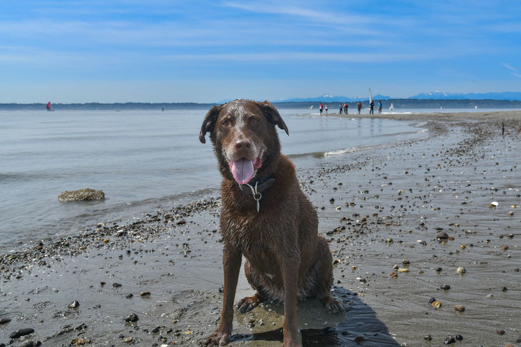 Portrait of wet chocolate labrador panting while sitting at beach against sky