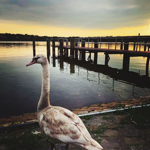 Duck in lake against sky during sunset