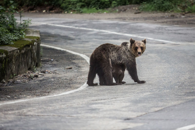 View of bear walking on road