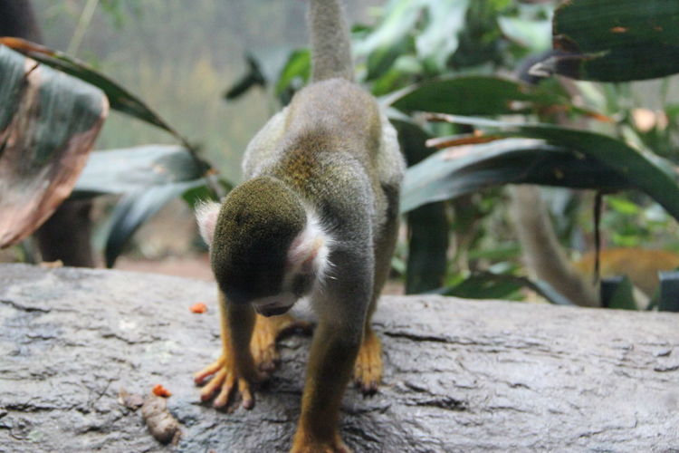 High angle view of squirrel monkey on rock