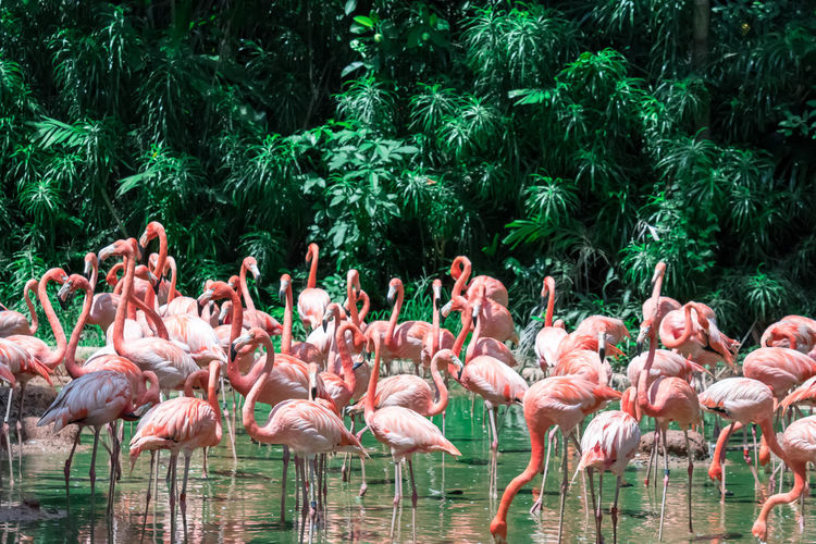 Flamingos standing in lake against trees at forest