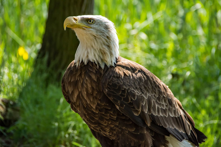 Close-up of bald eagle on grassy field