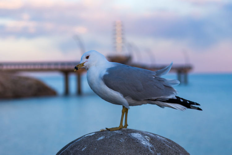 Close-up of seagull perching on a post by a lake 