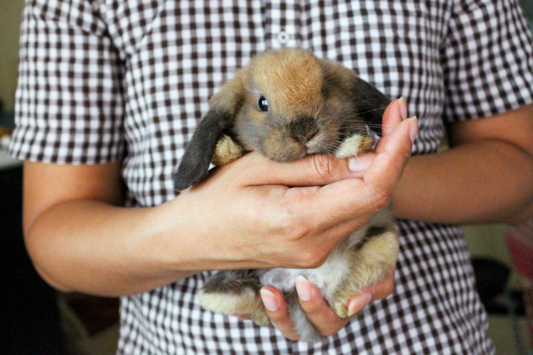 How to hold a rabbit