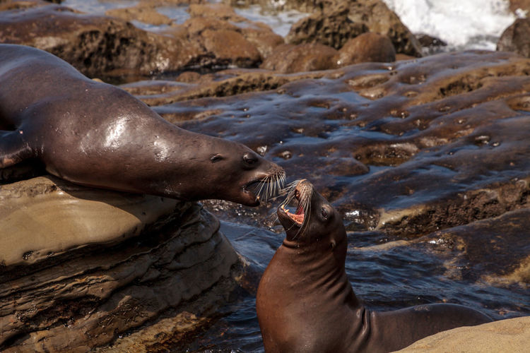 Arguing california sea lion zalophus californianus shouting on the rocks of la jolla cove 