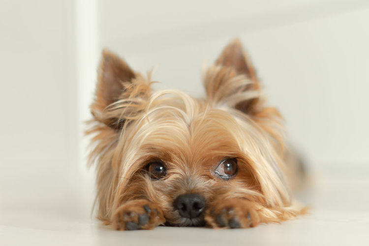 Dog yorkshire terrier lies on the floor with paws forward, white background, light photo