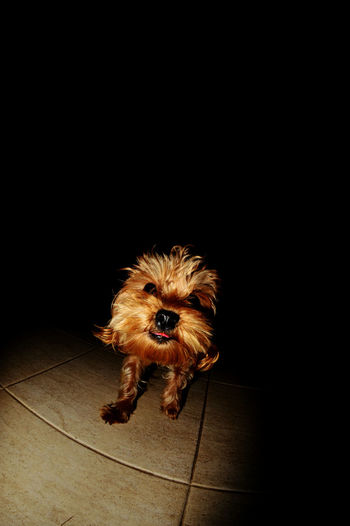 Chewbacca dog in darkroom