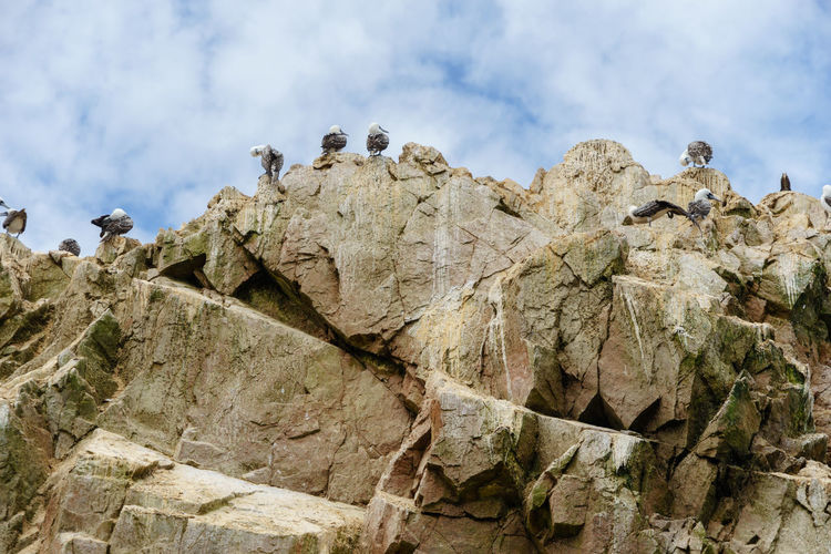 Low angle view of birds perching on rocks against sky