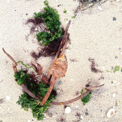 Plants growing in water