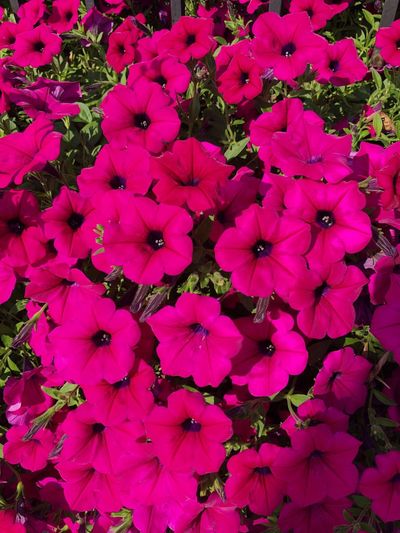 High angle view of pink flowering plant