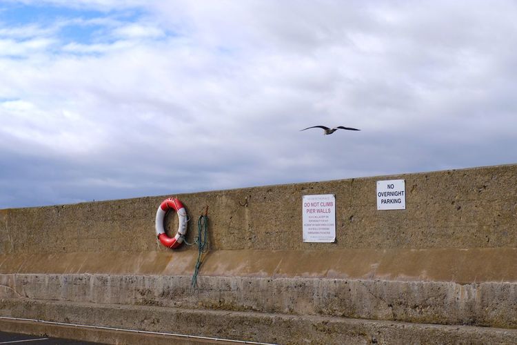 Seagull flying against wall