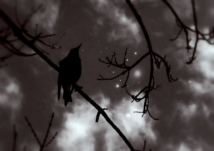 Low angle view of bare tree against cloudy sky