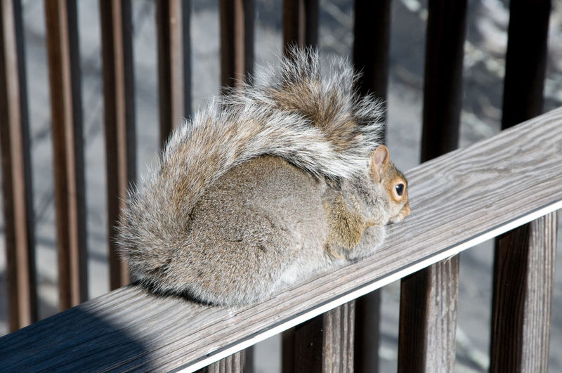 Close-up of squirrel on wooden railing