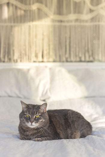 Gray domestic cat with beautiful eyes on a bed with handmade macrame on the background in sunlight