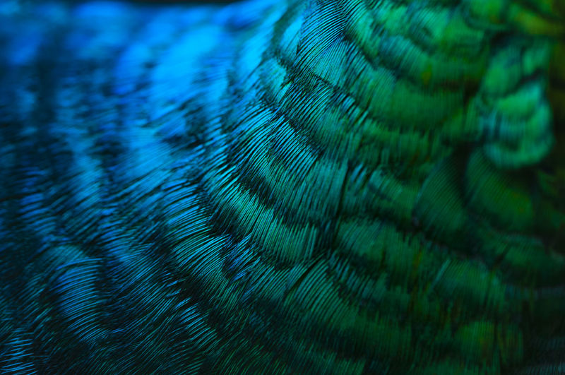 Peacock pictures | Curated Photography on EyeEm