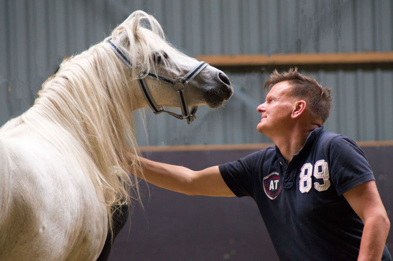 Man touching white horse in stable