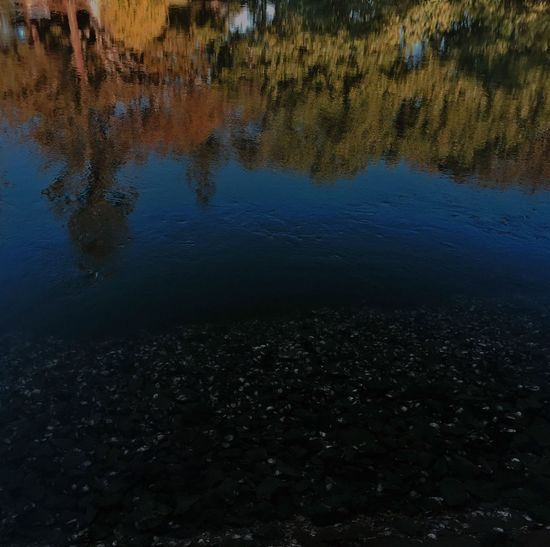 Reflection of trees in water